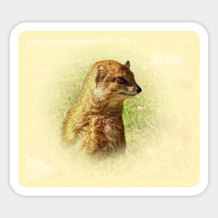 Yellow mongoose portrait Sticker